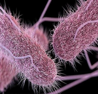 باکتری چیست و چه نقشی در زندگی بشر دارد؟